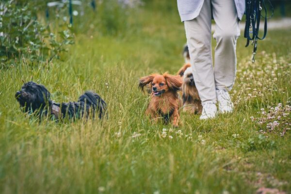Person walking dogs through lush, grassy park on a vibrant day.