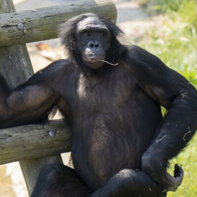 Gander the bonobo ape, born at the Columbus Zoo in 2003. (Columbus Zoo and Aquarium).