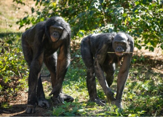 Gander and his mother Unga, who was diverted on a flight from Belgium to Gander, Newfoundland on Sept. 11, 2001. (Columbus Zoo and Aquarium)
