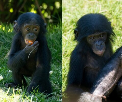 The bonobos Bob and Winstel, offspring of Gander, at Columbus Zoo (Columbus Zoo and Aquarium).