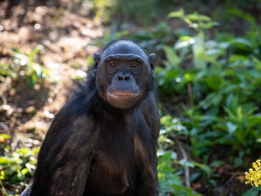 Unga, the rare bonobo ape who was cared for in Newfoundland, on her way to Columbus Zoo in 2001, where she lived until her passing in March 2021 (Columbus Zoo and Aquarium),