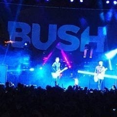 QC Scene: Bush