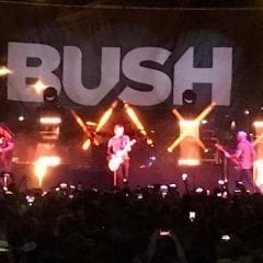 QC Scene: Bush