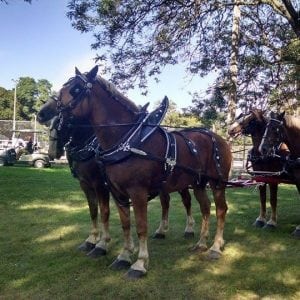 Have Some Flemish Fun at the 6th Annual Fall Belgian Fest!