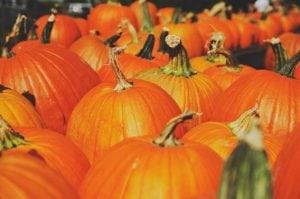 Pumpkin Extravaganza at Quad City Botanical Center!