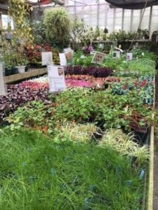 The Friends of Vander Veer Plant Sale