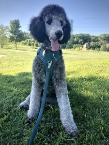 Cute Doggo Alert! It's Time For The Pupper Of The Week!