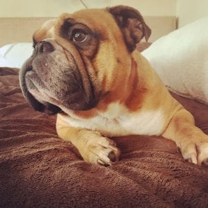 Meet Cheese, Our Pupper Of The Week
