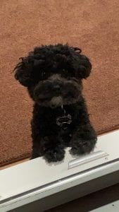 Meet Our Pupper Of The Week... Senor Squeaks!