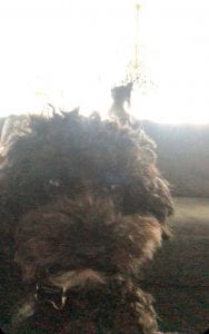 Meet Our Pupper Of The Week... Senor Squeaks!