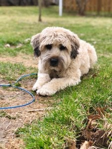 Meet Chica, Our Pupper Of The Week!