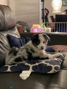 Meet Our Latest Pupper Of The Week!