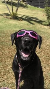 Meet Hale Koa, Our PUPPER OF THE WEEK!