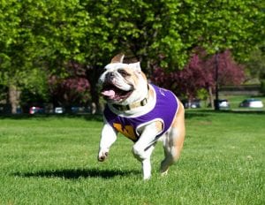 Western Illinois University Students Mourn Beloved Bulldog Mascot