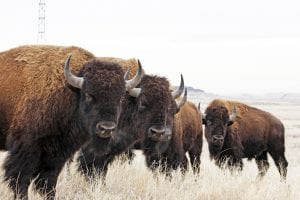 Bison Bridge More Than Half Way Toward Public Support Goal
