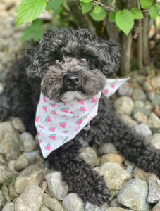 SENOR SQUEAKS Is Our New Pupper Of The Week!