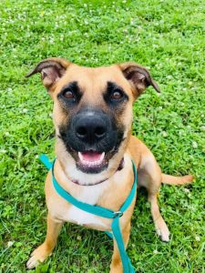 Looking To Adopt A Great New Pet? Check Out The Pet Of The Week From Quad City Animal Welfare Center!