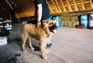 NEW CONCERT ALERT! BABY GARP Fest Howling Into Codfish Hollow In September