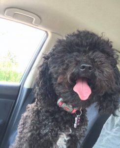 Vote for the 3rd Annual Quad City Animal Welfare Center Pet Photo Calendar Contest