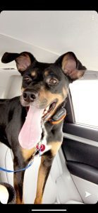 Help Dogs And Cats In Need In Illinois And Iowa This Holiday Season