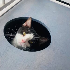Looking To Adopt Some Pets? Meet Our Pets Of The Week!