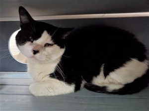 Looking To Adopt Some Pets? Meet Our Pets Of The Week!
