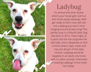 Looking For A New Doggie? Meet Our Pet Of The Week!