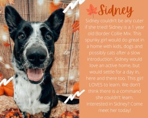 Meet Our New Pet Of The Week... Sidney!