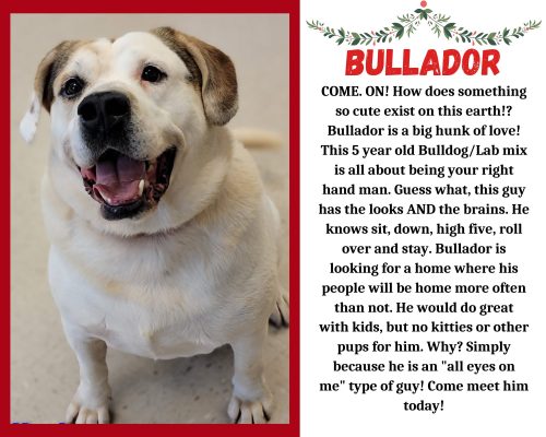 Looking To Adopt A Furry Friend? Meet Our New Pet Of The Week...