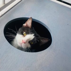 Meet Our Pet of The Week... Tuesday The Cat!