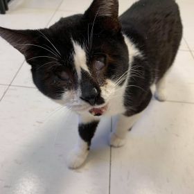 Meet Our New Pet Of The Week... Mike!