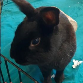 Meet Out Pets Of The Week... Rae And Vader!