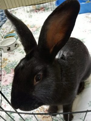 Meet Our Latest Illinois Pet Of The Week... Bunnicula!