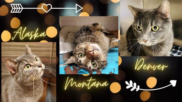Meet Our New Pets Of The Week -- Alaska, Montana, And Denver!