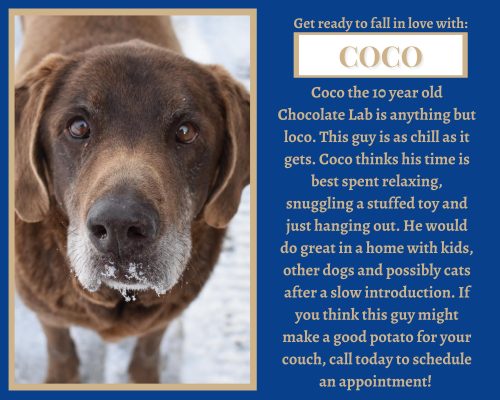Meet Our Latest Illinois Pet Of The Week... Coco!