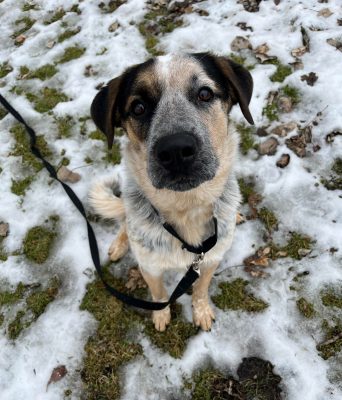 Meet Jake, Our Latest Illinois Pet Of The Month!
