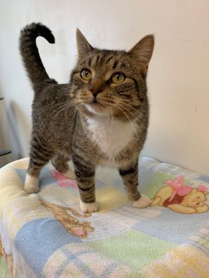 Meet Our Illinois Pet Of The Week... Potato!