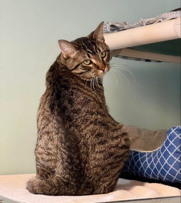 Meet Our Illinois Pets Of The Week… Rose And Jam!