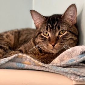 Meet Our Illinois Pets Of The Week… Rose And Jam!