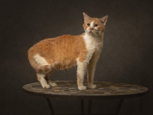 Meet Our Latest Illinois Pet Of The Week... Wayne!