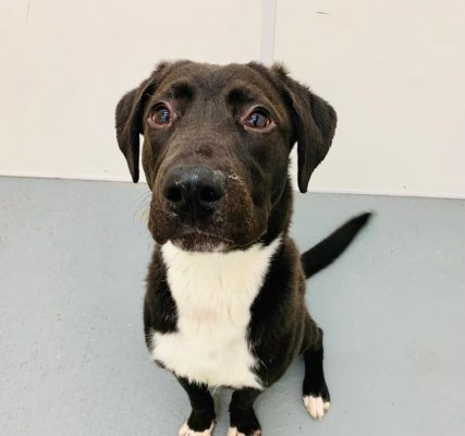 Meet Our Illinois Pet Of The Week... Boone!
