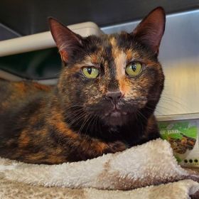 Meet Our Illinois Pets Of The Week... Holly And Tiffany
