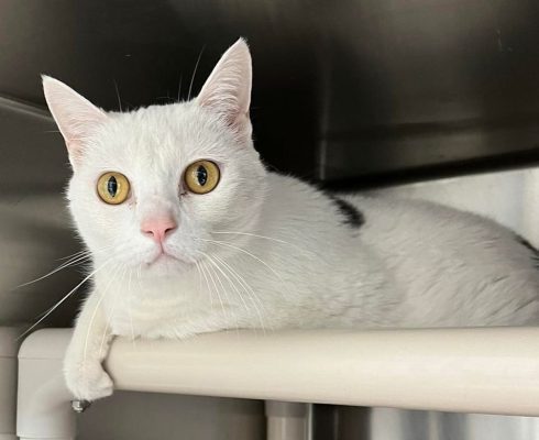 Meet Our Illinois Pet Of The Week... Mimzi!