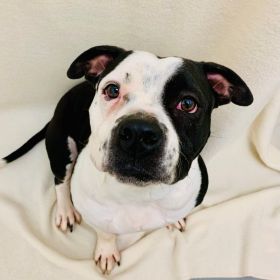 Meet Our Illinois Pets Of The Week... Holly And Tiffany