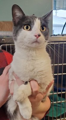 Meet Our Illinois Pet Of The Week... Miracle!