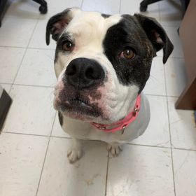 Quad City Animal Welfare Center Announces New Subaru Loves Pets Partnership