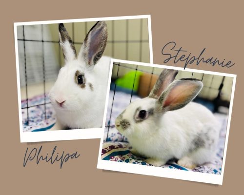 Meet The Illinois And Iowa Pets Of The Week... Philipa And Stephanie!