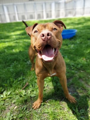 Meet Our Latest Illinois And Iowa Pet Of The Week... Sweet, Sweet Churro!