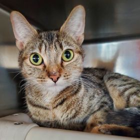 Meet Our Latest Illinois And Iowa Pet Of the Week...