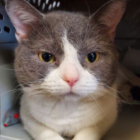 Meet Our Illinois And Iowa Pet Of The Week!